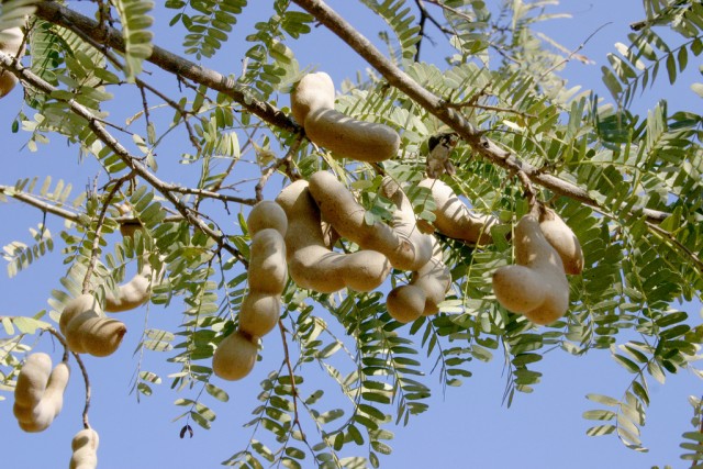 tamarind fruits.jpg