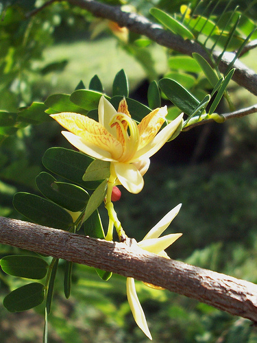 tamarind flower.jpg