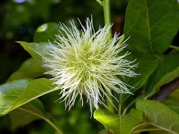 Maclura_pomifera_.jpg