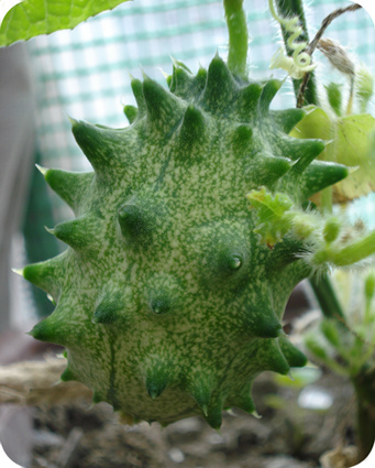 kiwano.jpg