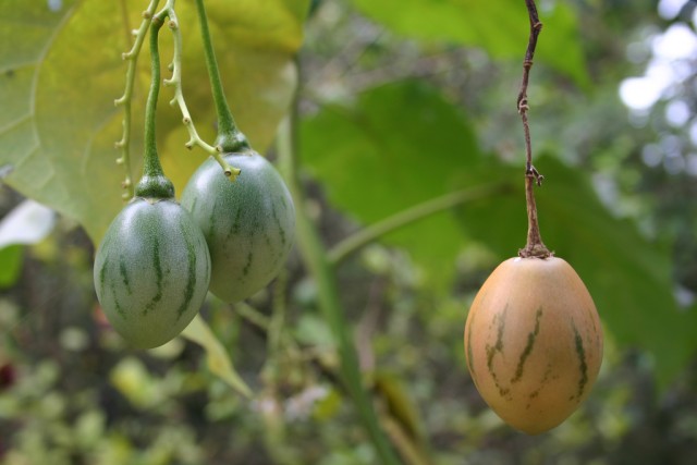 tamarillo.jpg