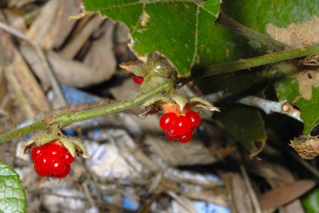 rubus buergeri 寒莓.jpg