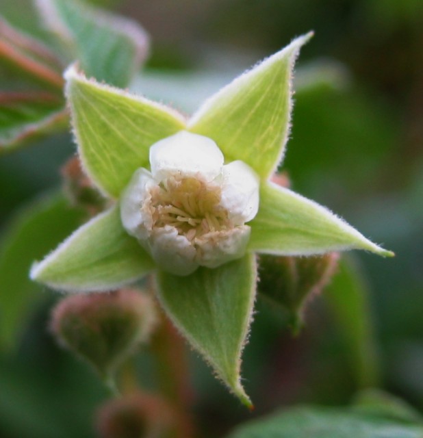 raspberry flower.jpg