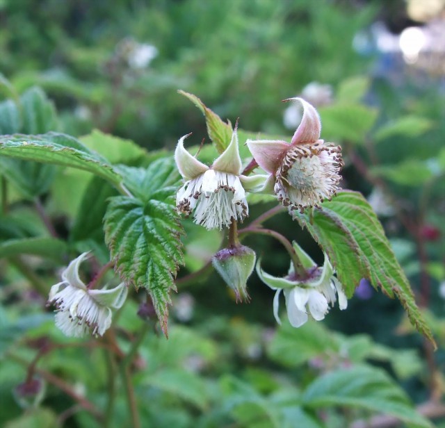 raspberry flowers.jpg