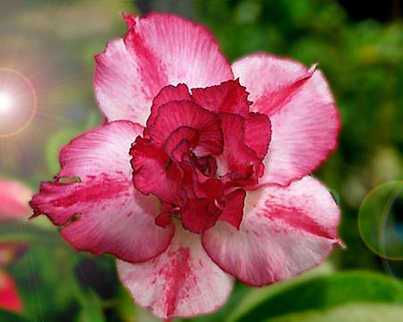 Adenium double flower NEO DOXON.jpg