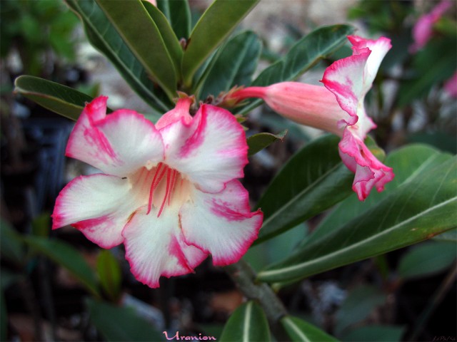 the uranion adenium.jpg