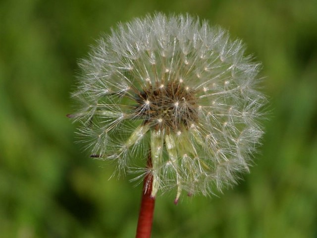 800px-Boise_Dandelion_04262003.jpg