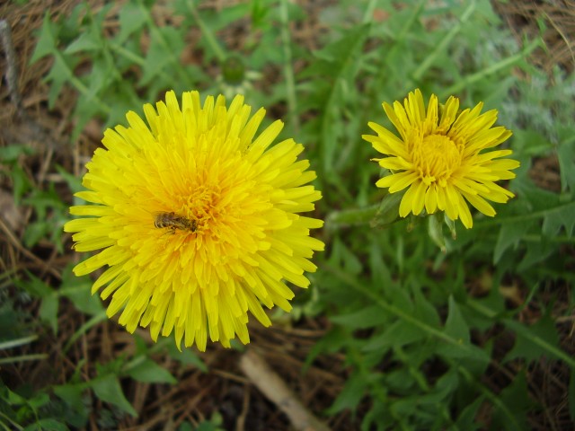 dandelion.jpg