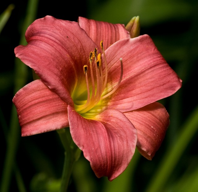 Daylily Little business.jpg