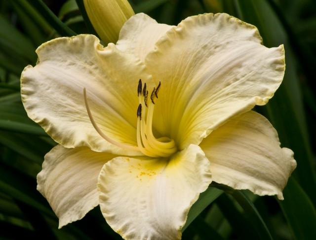 Daylily Arctic Snow.jpg