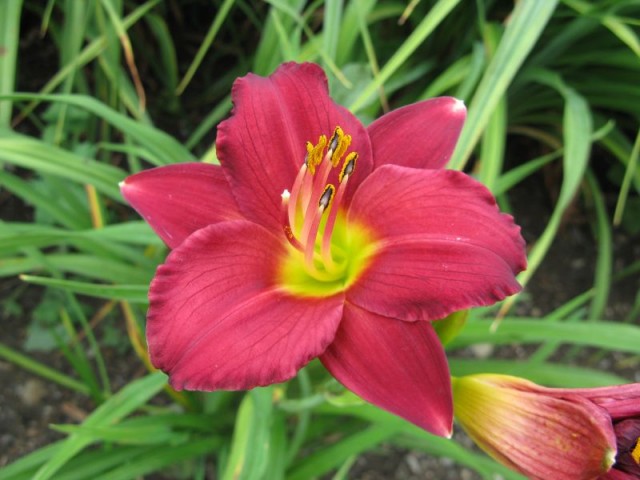 Daylily.jpg