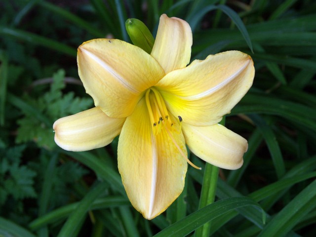 2640025295_8f01b0c327_b Apricot daylily.jpg