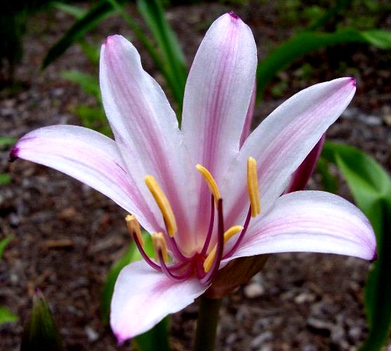 Lycoris_incarnata_Closeup_JAY.jpg