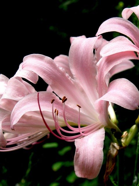 lycoris squamigera.jpg