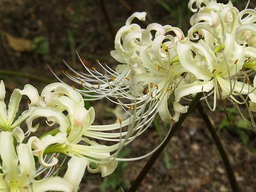 lycoris albiflora.jpg