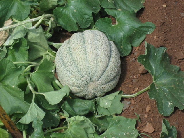 Muskmelon.jpg