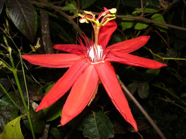 800px-Passiflora-coccinea-Folio.jpg