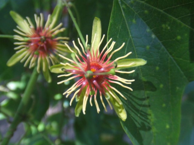 800px-Passiflora_jorrulensis2.jpg