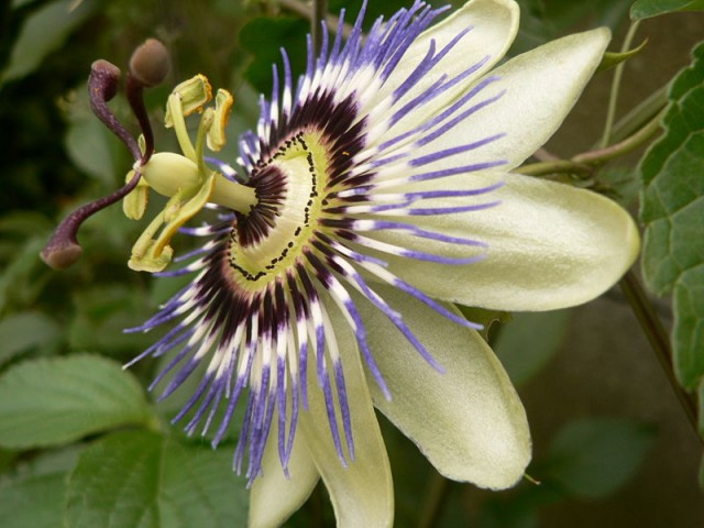 800px-Passiflora_cerulae.jpg