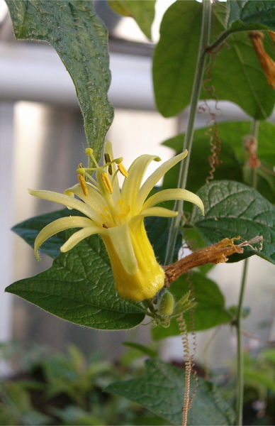 388px-Passiflora_citrina_BotGardBln1105FlowerD.jpg