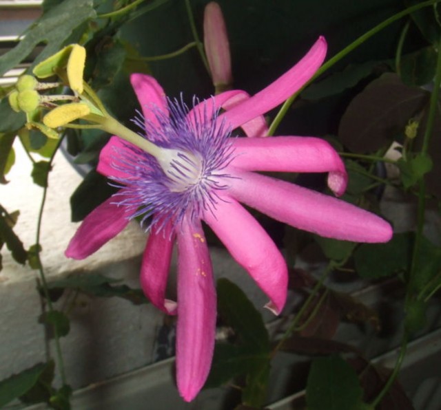 644px-Passiflora_kermesina3.jpg