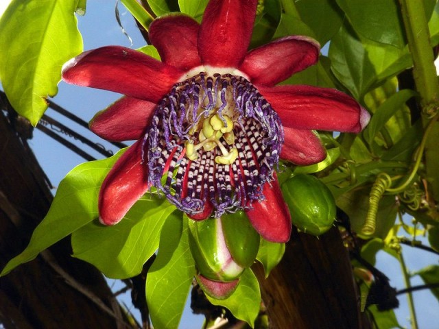 800px-Maracuja3 passiflora alata.jpg