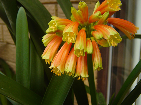 533969198_1927cf859a_oClivia Aussie Nobilis.jpg