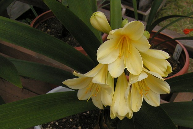 Clivia_miniata_yellow_msi.jpg