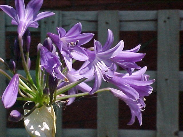 Agapanthus_africanus_PT.jpg