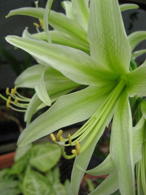 Hippeastrum 'Evergreen'.jpg