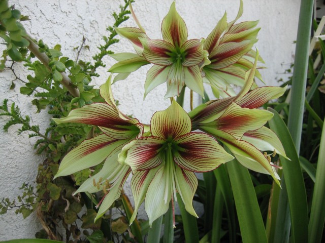 Hippeastrum hybrid.jpg