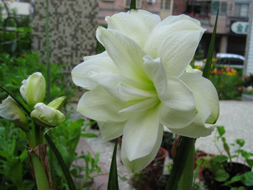 Hippeastrum Alfresco.jpg