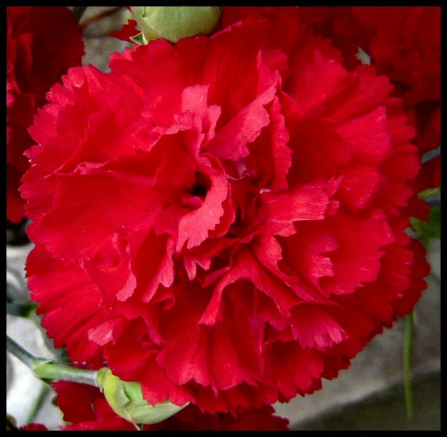 carnation 10.jpg