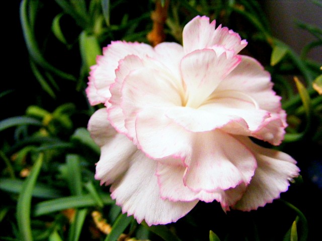 carnation6.jpg