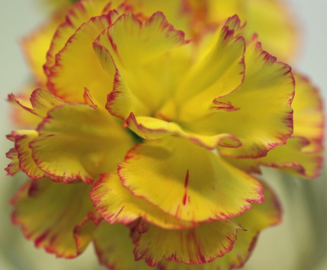 frilled carnation.jpg