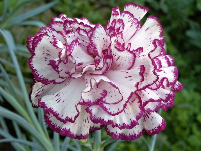 carnation chabaud.jpg