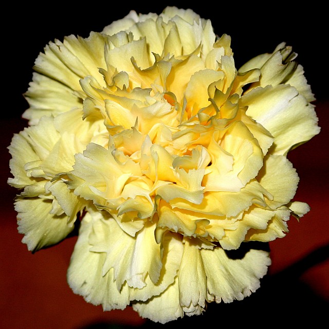 carnation 5.jpg