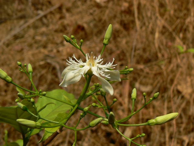 Wrightia tinctoria.jpg