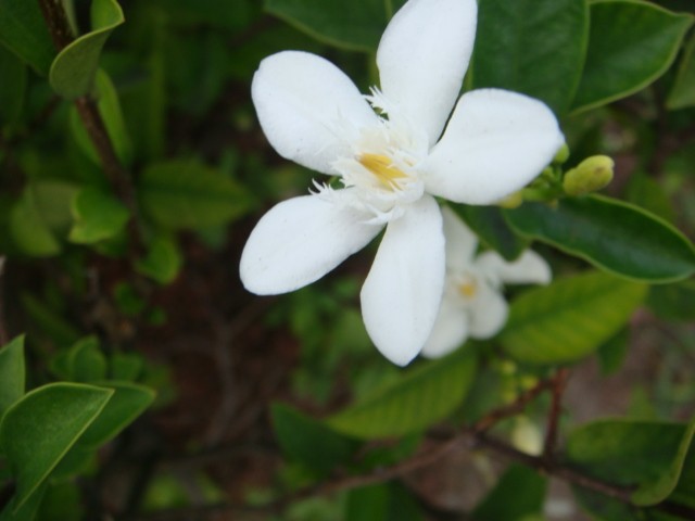 Wrightia antidysenterica 錫蘭水梅.jpg