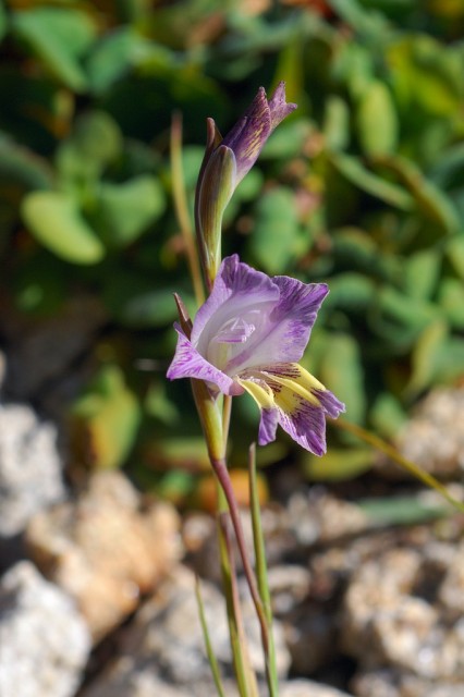 Gladiolus carinatus.jpg