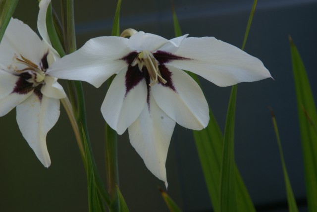 Gladiolus murielae.jpg