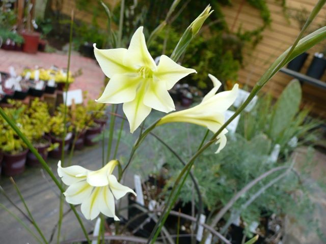 Gladiolus tristis.jpg