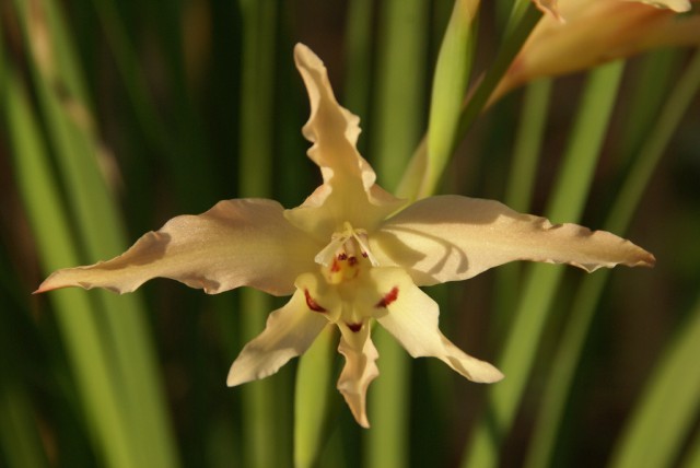 Gladiolus undulatus.jpg