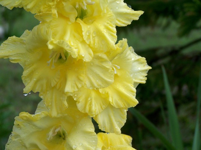 Gladiolus yellow.jpg