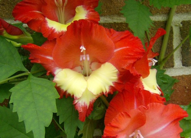 Gladiolus yellow ana red.jpg