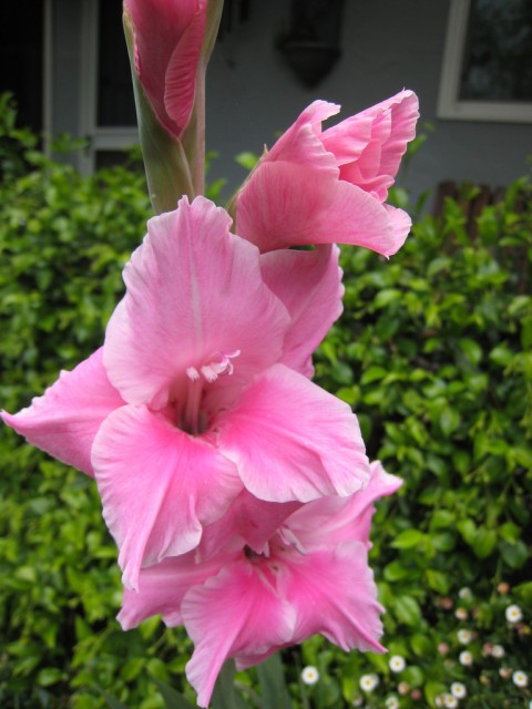 Pink Gladiolus.jpg