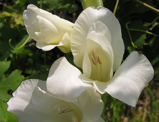 white Gladiolus.jpg