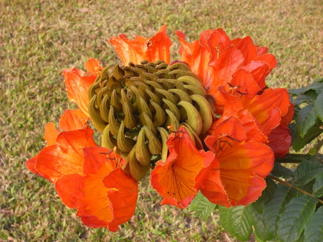 African Tulip Tree火燄木花與花苞.jpg