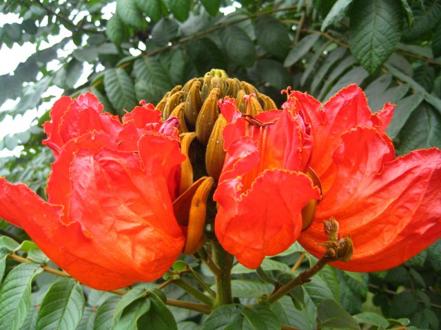 African Tulip Tree火燄木.jpg