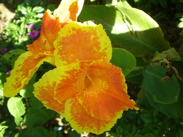 canna5.jpg